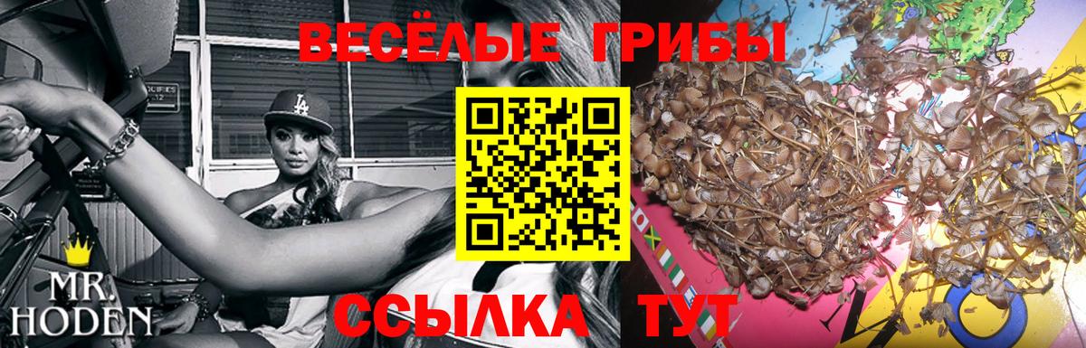 Галлюциногенные грибы Psilocybe Нижний Новгород